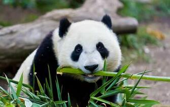 Baby Panda HD Wallpaper Widescreen Animals