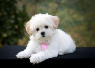Puppy Pretty Picture Background Cute Dogs Breeds Small