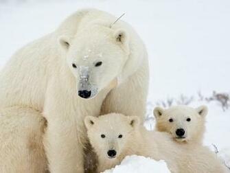 Polar Bear Computer Wallpaper Desktop Background Id