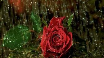 Rose In Rain HD Wallpaper