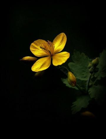 Il Colore E Poesia Dell Anima Wallpaper Nature Flowers Dark