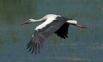 HD Stork Wallpaper