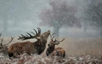 Beautiful Wallpaper Deer