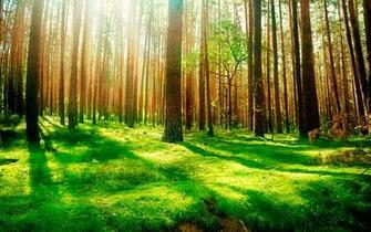 Forest Wallpaper