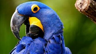 Hyacinth Macaw HD Wallpaper