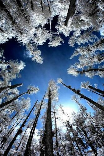 Winter iPhone Wallpaper HD