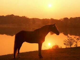 Horse Mountains Sunset Animals Horses HD Desktop