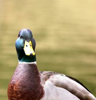 Wildlife Pagkuha Ng Larawan Handsome Mallard HD Wolpeyper