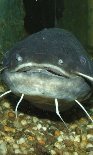 Catfish For Aquarium Wallpaper And Background Application