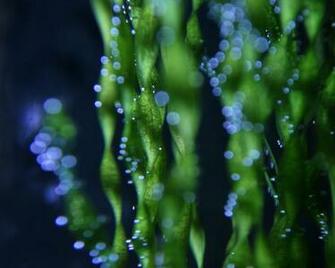 Awesome Weed Bokeh Wallpaper