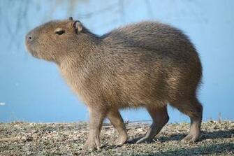 Capybara Blue Background Beale Park