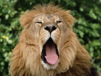 Sleepy Lion Pictures Wallpaper