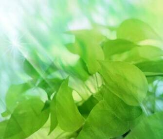 Leaves Tablet Wallpaper Background