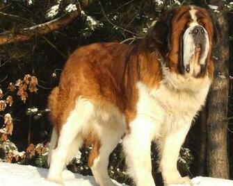 St Bernard Wallpaper Android Apps On Google Play