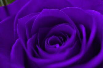 July By Admin Comments Off On HD Wallpaper 1080p Purple Rose