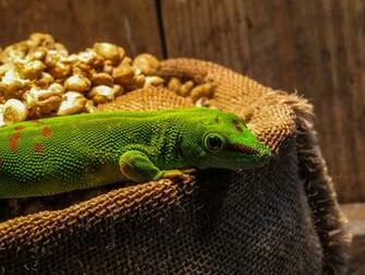 Madagascar Day Gecko By The Real Kentobu