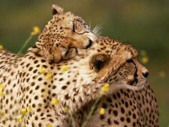 Amazing Animals Wallpaper