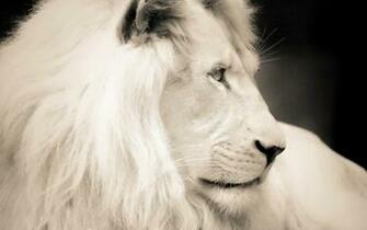 White Lion Pictures HD Wallpaper Live Hq