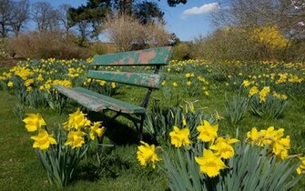 Daffodils Flower Garden Wallpaper