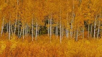 Autumn Aspens In Grand Teton National Park Wyoming Wallpaper By