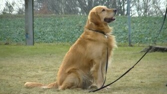 Golden Retriever HD Wallpaper Desktop Background For