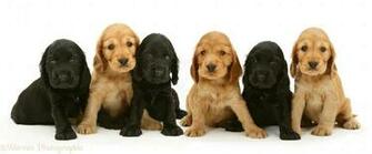 Pictures Of White And Black Dogs Dog Breeds Picture