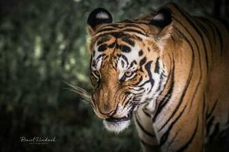 Angry Tiger By Baselaa