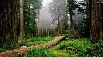 Redwoods Wallpaper