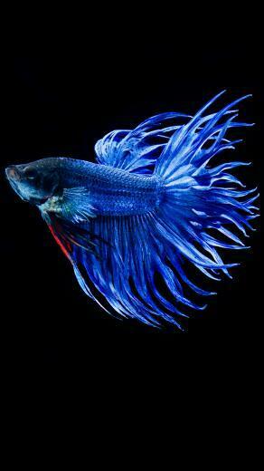 Apple iPhone 6s Wallpaper With Blue Betta Fish In Dark Background HD
