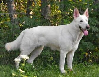 Dakota Two Year Old White German Shepherd Comments Pictures