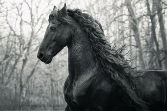 Go Back Gallery For Friesian Horses Wallpaper