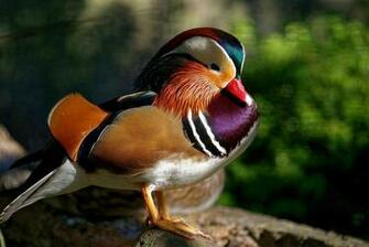 Wallpaper Animals Carolina Wood Duck Water HD