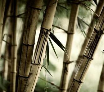 Samsung Galaxy Tablet Pc Wallpaper