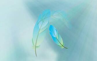 Beautiful Feathers Wallpaper And Pictures One HD