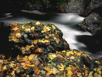 Background Animal Life Nature River Rock Wallpaper