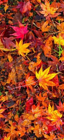 Leaves Wallpaper On