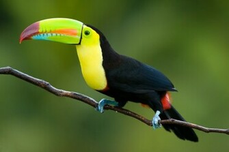 Toucan HD Wallpaper Walldu