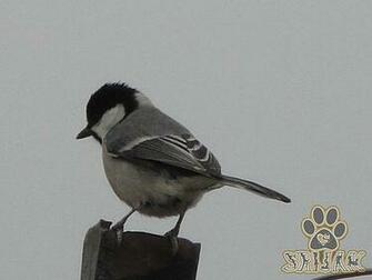 Black And White Image Of Birds High Resolution Wallpaper