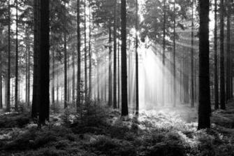 Forest Black And White Wall Mural Photo Wallpaper Trees