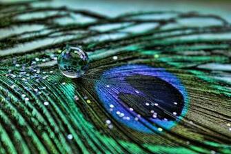 Peacock Feathers Wallpaper Live HD Hq Pictures Image