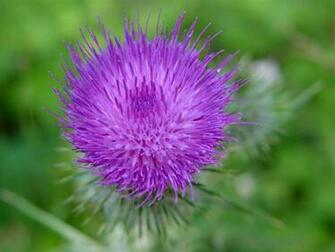 Blooming Thistle Wallpaper By Design