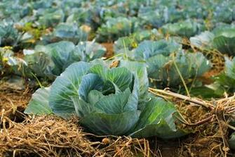 Leaf Growing Cabbage Vegitable Head