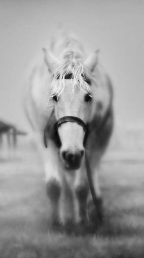 Horse Live Wallpaper Android Apps And Tests Androidpit