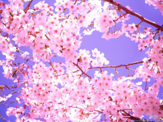 Amazing Cherry Blossom Wallpaper