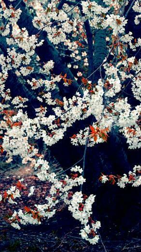 Cherry Blossoms iPhone Wallpaper