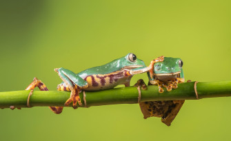 Tree Frog 4k Image Of Best Rare Gallery HD