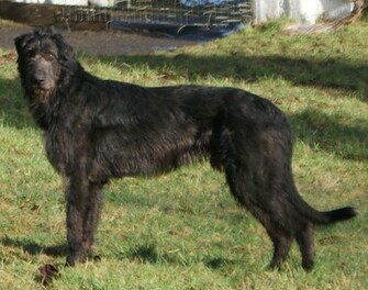 Cute Irish Wolfhound Dog Photo And Wallpaper Beautiful