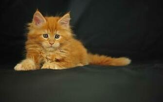 Lol Cat Wallpaper Image