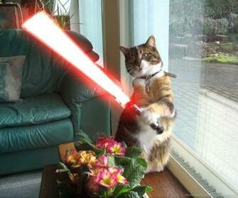 Sith Lightsaber Cat Wallpaper For Samsung Epic