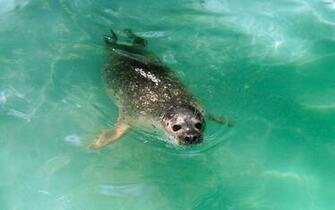 HD Animal Wallpaper With A Swimming Seal Seals